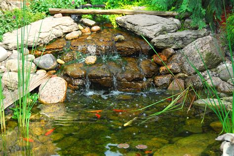 pond fish|The Best Pond Fish for Outdoor Ponds: A Comprehensive Guide.